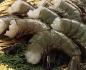 food81.jpg